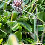 Erigeron uniflorus Leaf