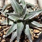 Dyckia marnier-lapostollei Φύλλο