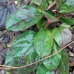 Penstemon smallii Leaf