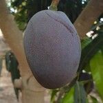 Mangifera indicaফল