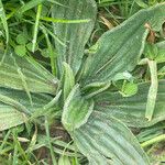 Plantago media List