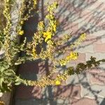 Verbascum sinuatumBlomst