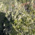 Erica arboreaFleur