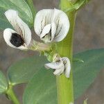 Vicia faba 花