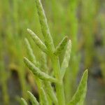 Salicornia bigelovii Yaprak