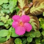 Episcia lilacina Квітка