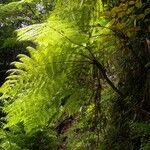 Cyathea bicrenata Hábitos