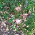 Calliandra brevipes Квітка