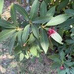 Illicium floridanum Frucht