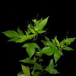 Astraea lobata Alkat (teljes növény)