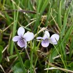 Viola palustris ফুল