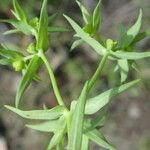 Euphorbia exigua Лист