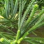 Araucaria montana Leaf