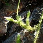 Lycopodium clavatum Blad