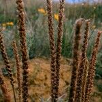 Plantago subnuda Flower