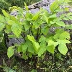 Aralia racemosa Levél