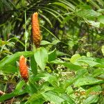 Costus scaber Lorea