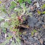 Artemisia umbelliformis Leaf