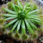 Drosera leucoblastaLeaf