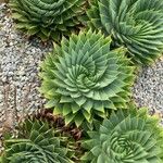 Aloe polyphylla Blad