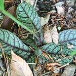 Hieracium venosum Leaf