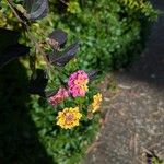 Lantana × strigocamara Flower