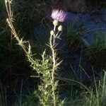 Cirsium hydrophilum