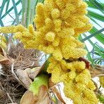 Trachycarpus fortunei Цвят