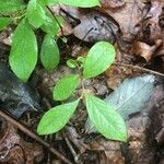 Vaccinium pallidum Leaf