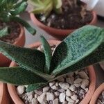 Gasteria acinacifolia Leaf