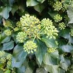 Hedera helixMeyve