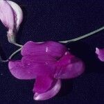 Lathyrus splendens Flower