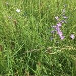 Campanula rapunculus Flor