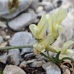 Oxytropis campestris Natur