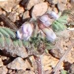 Astragalus pelecinus Çiçek