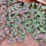 Persicaria capitata Leaf