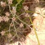 Hilliardiella elaeagnoides Flower