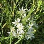 Ornithogalum umbellatumÕis