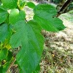 Morus alba Leaf