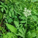 Pimpinella major Habitus