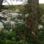 Olearia macrodonta Blodyn