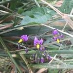 Solanum dulcamaraBloem