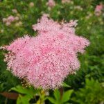 Filipendula rubra Flor