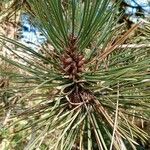 Pinus nigra ᱥᱟᱠᱟᱢ