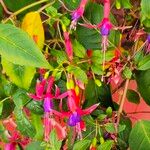 Fuchsia × standishii Máis