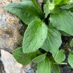 Doronicum glaciale Leaf