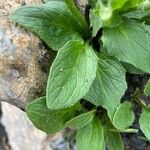 Doronicum grandiflorum Feuille