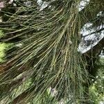 Casuarina cunninghamiana 葉