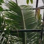 Cocos nucifera Hoja