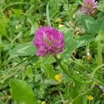 Trifolium medium Çiçek
